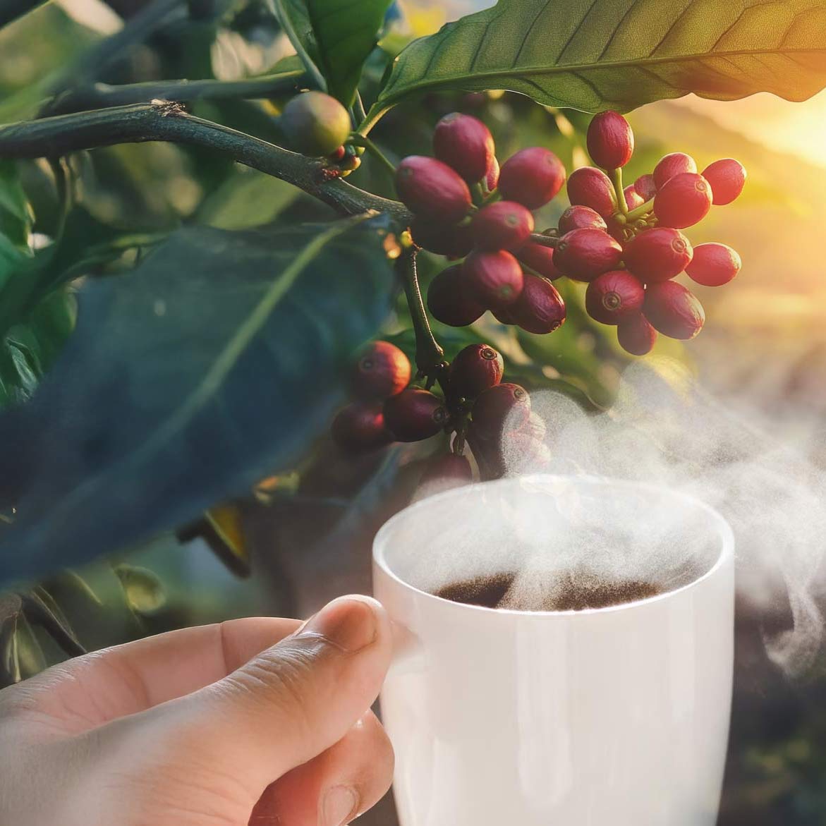 3/3 - Movimientos Inteligentes: Marca Privada de Café y Colaboración en la Cadena de Suministro en América Latina thumbnail