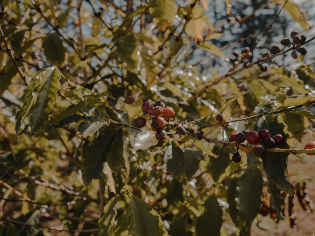 New Hawai'i Bills Propose More Kona in Kona Coffee thumbnail