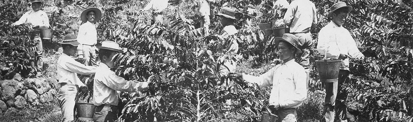 Old Photo of Coffee Pickers in Hawaii