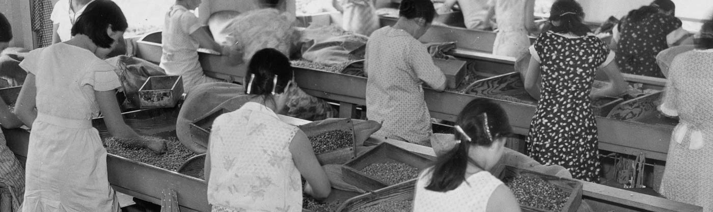 Old Coffee Sorters