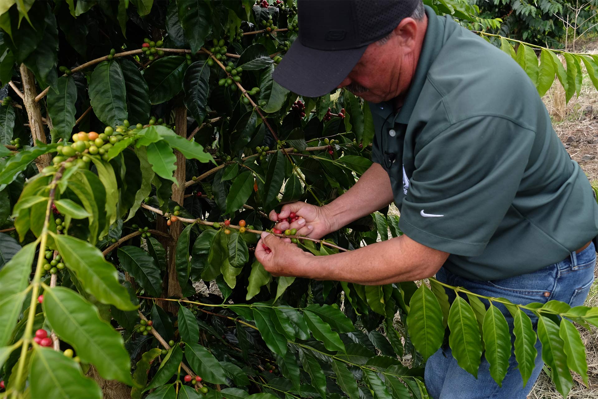 How to Label Your Hawaii-Grown Coffee thumbnail