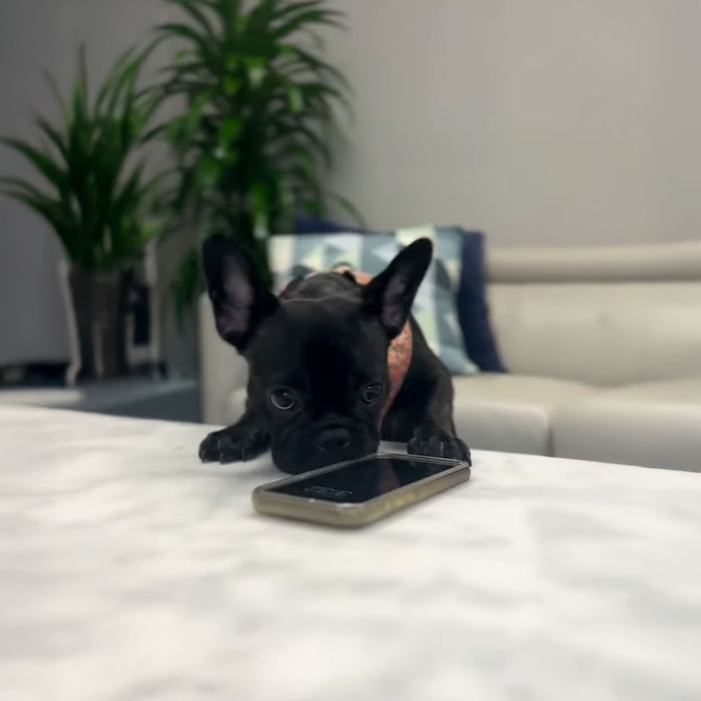 ¿Sin Puppaccino? ¡No Hay Problema! Bisou Hace Su Propio Pedido en Drip Studio thumbnail