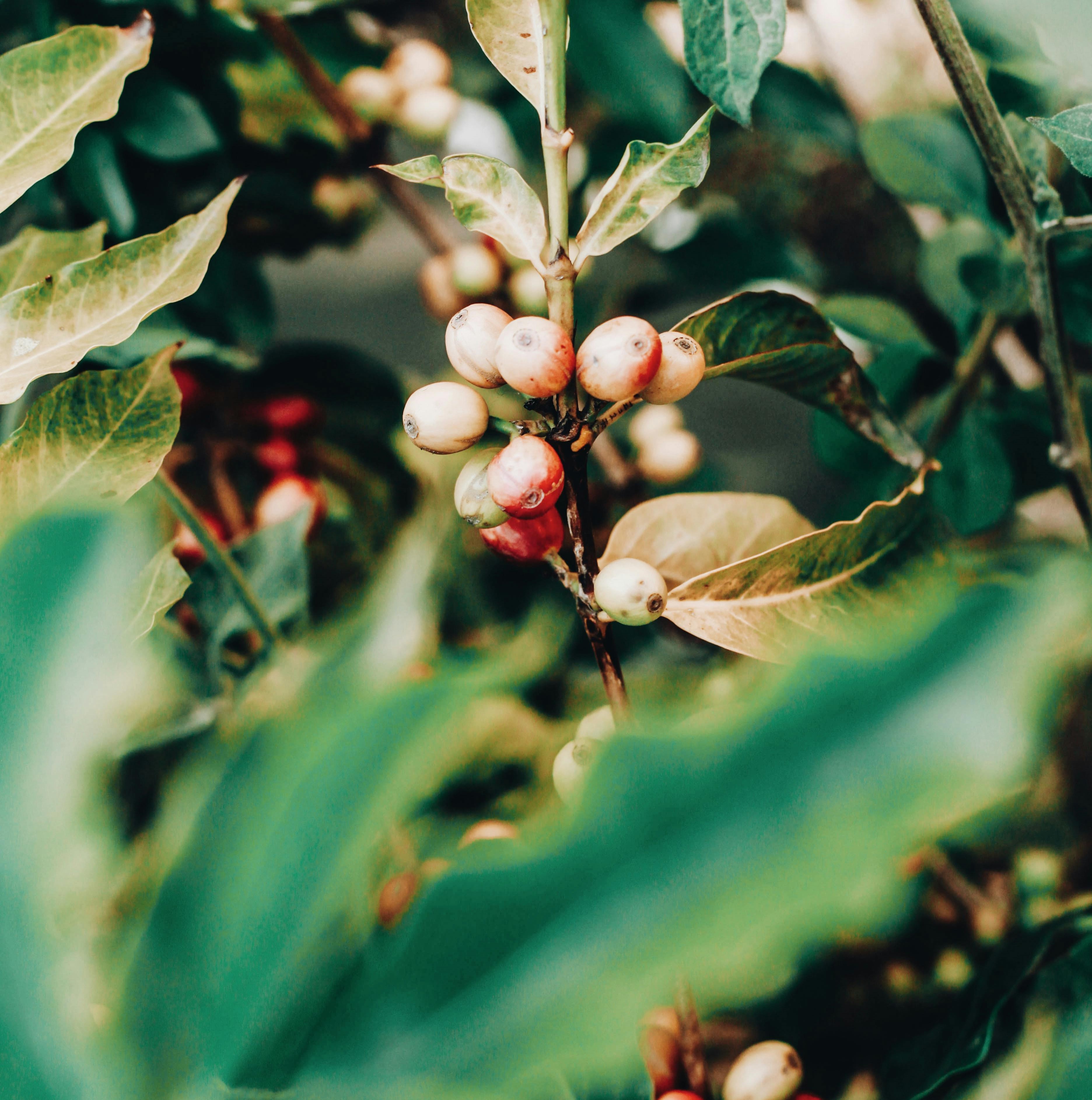 Cerezas de café madurando en la rama de un cafetal ecuatoriano cultivado de forma sostenible